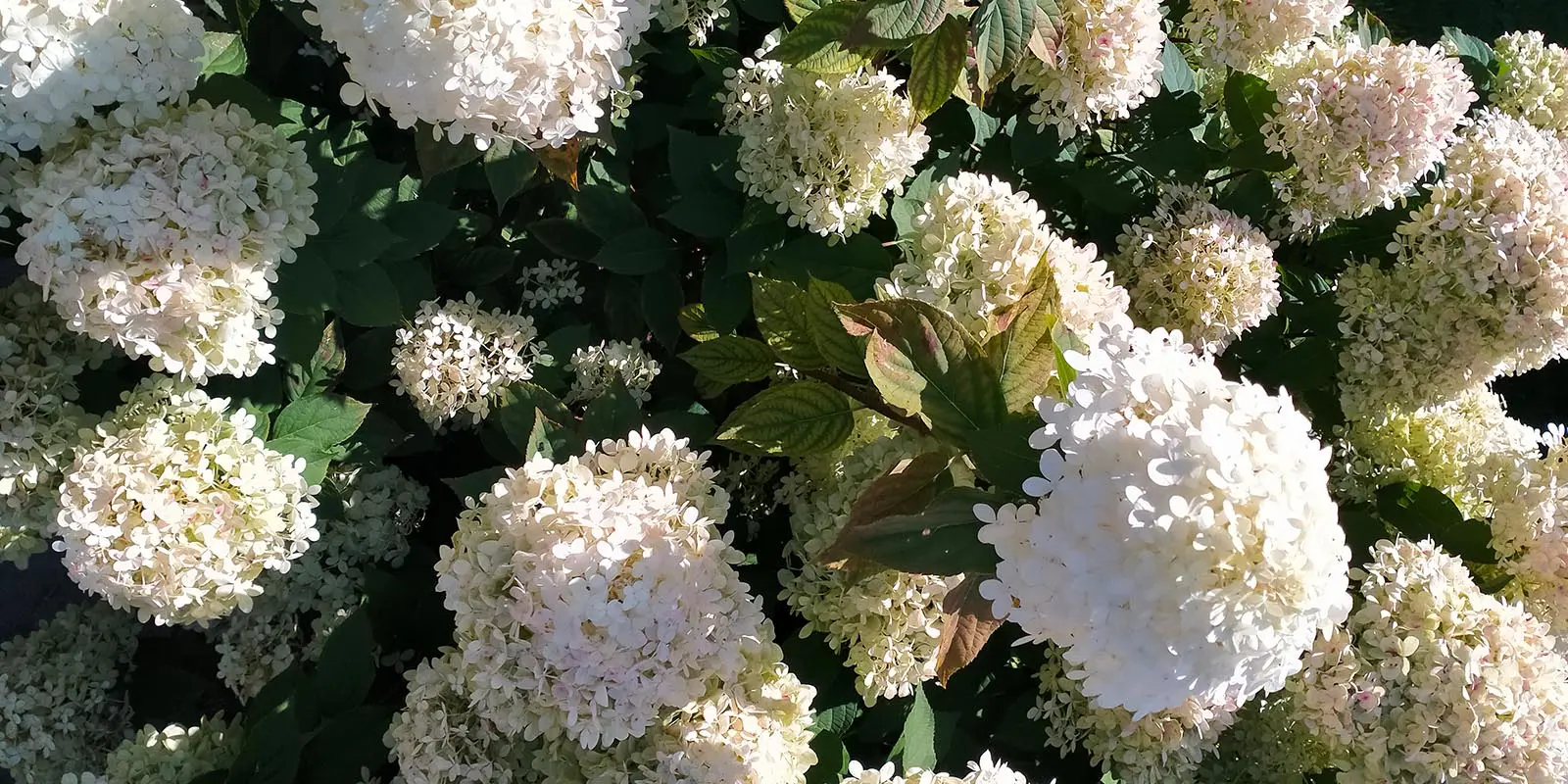 Samen lachen, maar soms ook samen verdriet hebben. Zoals bij rouw om het verlies van een medebewoner. Op de foto rouwbloemen, ter illustratie.