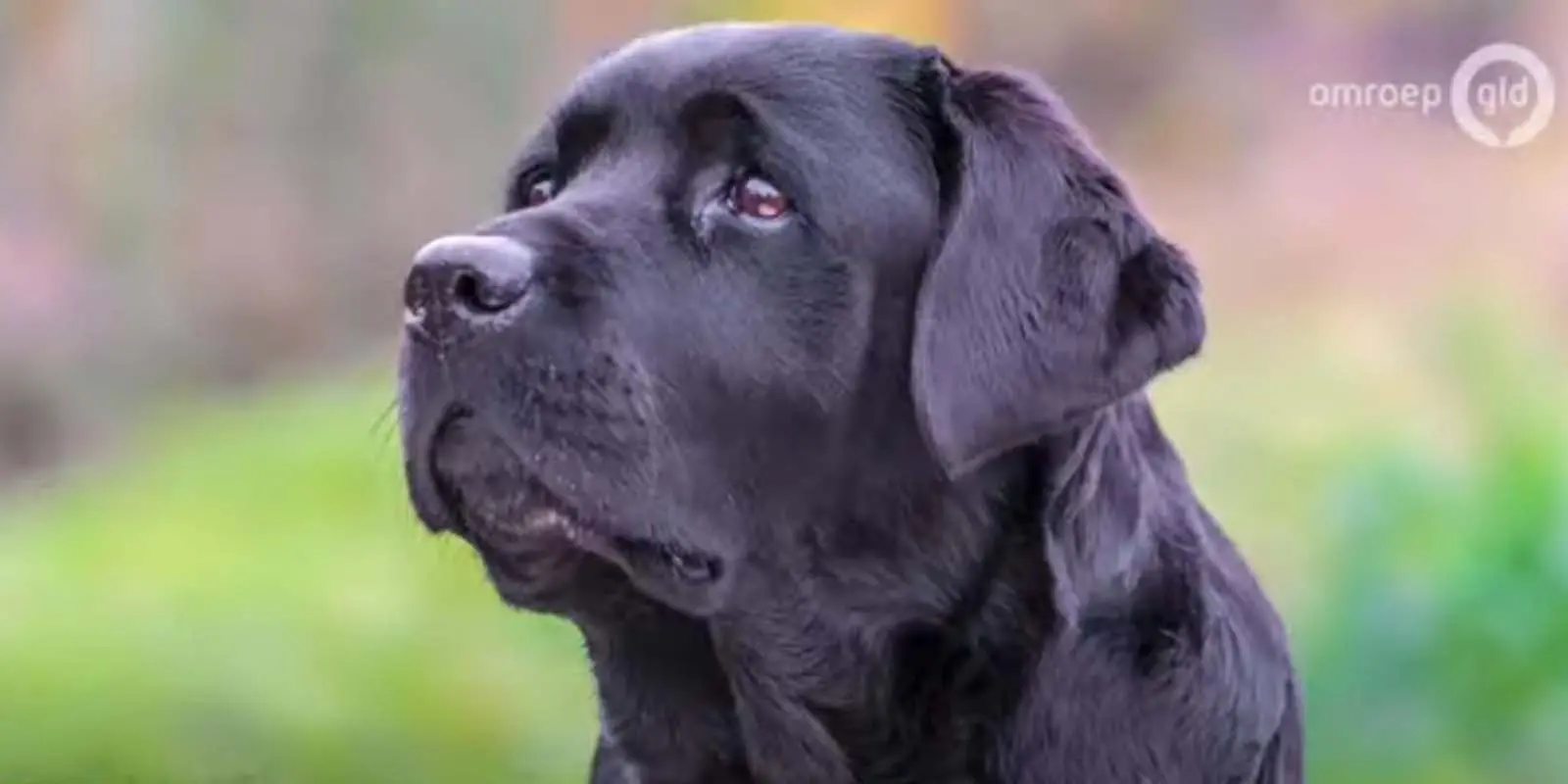 Cato, een van de honden van Het Biesemhuis die door Omroep Gelderland in het zonnetje werd gezet, werd professioneel gefotografeerd. Dit is het prachtige resultaat.
