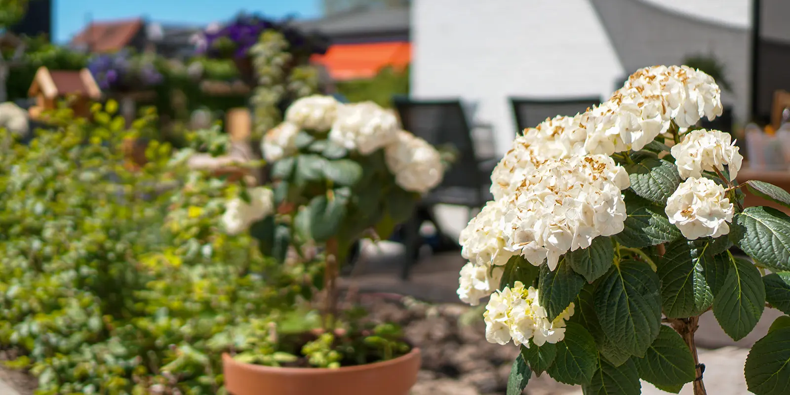Foto van de tuin van Het Venenhuis in Deventer, kleinschalig wonen voor mensen met dementie. In deze tuin is een bewoner op zoek naar zijn vrouw, in die mooie jurk waarin ze op de foto staat in zijn studio. Hij kan haar alleen niet vinden.